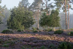 Heide Landschaft