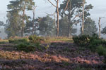 Heide Landschaft