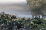 Heide Landschaft