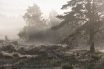 Heide Landschaft