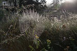 Heide Landschaft