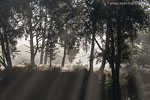 Heide Landschaft