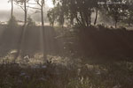 Heide Landschaft