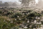 Heide Landschaft