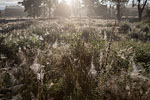 Heide Landschaft