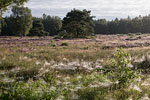 Heide Landschaft