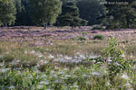 Heide Landschaft