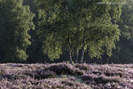Heide Landschaft