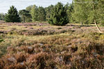Heide Landschaft