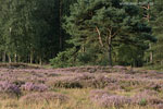Heide Landschaft