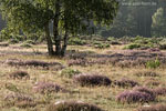 Heide Landschaft