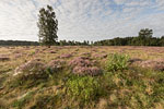 Heide Landschaft