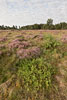 Heide Landschaft