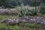 Heide Landschaft