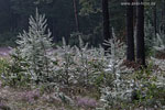 Heide Landschaft