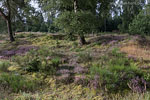 Heide Landschaft