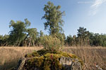 Heide Landschaft