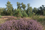 Heide Landschaft