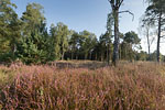 Heide Landschaft