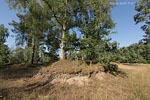 Heide Landschaft