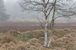 Heide Landschaft
