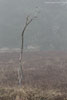 Heide Landschaft