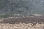 Heide Landschaft