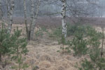 Heide Landschaft