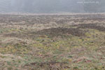 Heide Landschaft