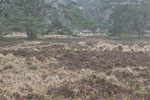 Heide Landschaft