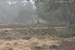 Heide Landschaft