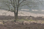 Heide Landschaft