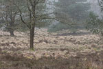 Heide Landschaft
