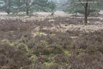 Heide Landschaft
