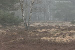 Heide Landschaft