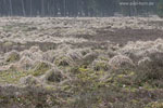 Heide Landschaft