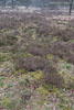 Heide Landschaft