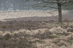 Heide Landschaft