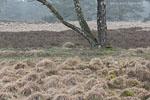 Heide Landschaft