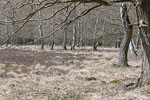 Heide Landschaft