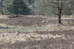 Heide Landschaft