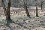 Heide Landschaft
