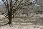 Heide Landschaft