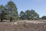 Heide Landschaft