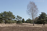 Heide Landschaft