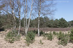 Heide Landschaft