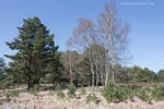 Heide Landschaft
