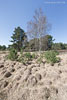 Heide Landschaft