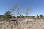 Heide Landschaft