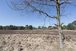 Heide Landschaft